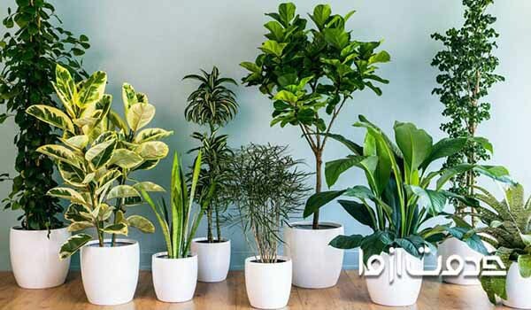 بهترین گیاهان آپارتمانی مقاوم